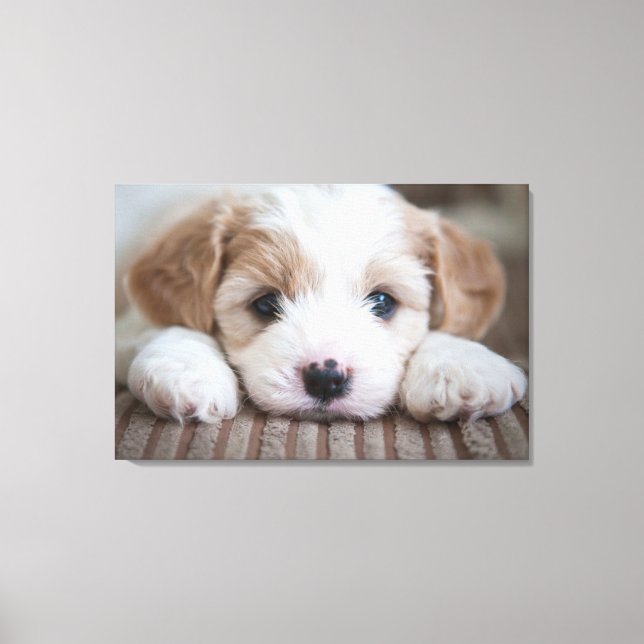 Cutest Baby Animals | Cavashon Puppy Canvas Print (Front)