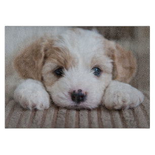 Cutest Baby Animals Cavashon Puppy Cutting Board