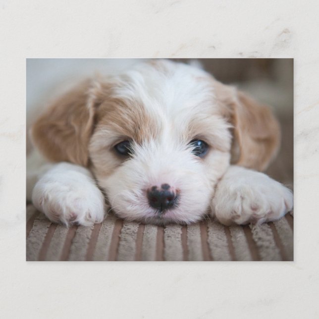 Cutest Baby Animals | Cavashon Puppy Postcard (Front)