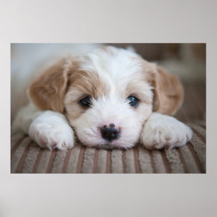 Cutest Baby Animals Cavashon Puppy Poster