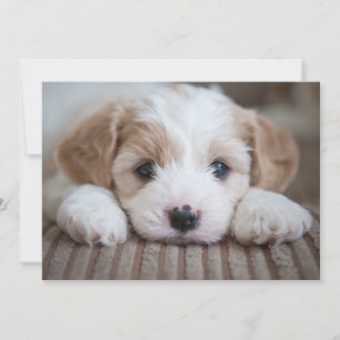 Cutest Baby Animals Cavashon Puppy Thank You Card