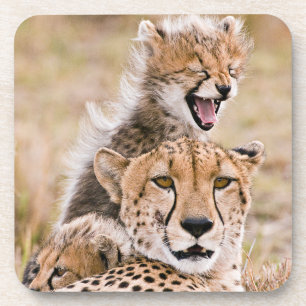 Cutest Baby Animals   Cheetah Cat & Cub Coaster