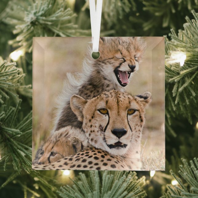 Cutest Baby Animals | Cheetah Cat & Cub Glass Tree Decoration (Insitu)
