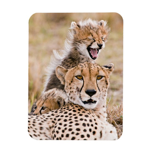 Cutest Baby Animals | Cheetah Cat & Cub Magnet (Vertical)