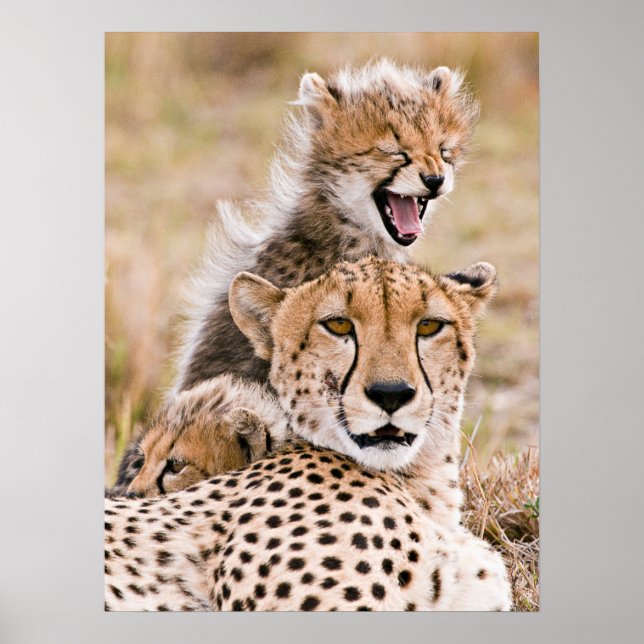 Cutest Baby Animals | Cheetah Cat & Cub Poster (Front)