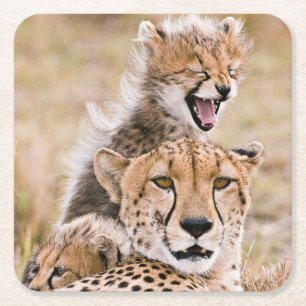 Cutest Baby Animals   Cheetah Cat & Cub Square Paper Coaster