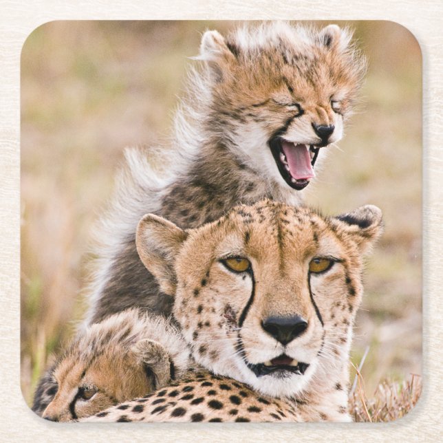 Cutest Baby Animals | Cheetah Cat & Cub Square Paper Coaster (Front)