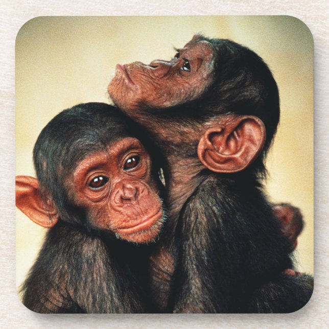 Cutest Baby Animals | Chimpanzee Hug Coaster (Front)