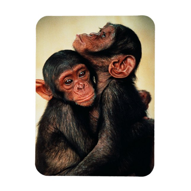 Cutest Baby Animals | Chimpanzee Hug Magnet (Vertical)