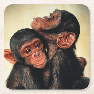 Cutest Baby Animals Chimpanzee Hug Square Paper Coaster