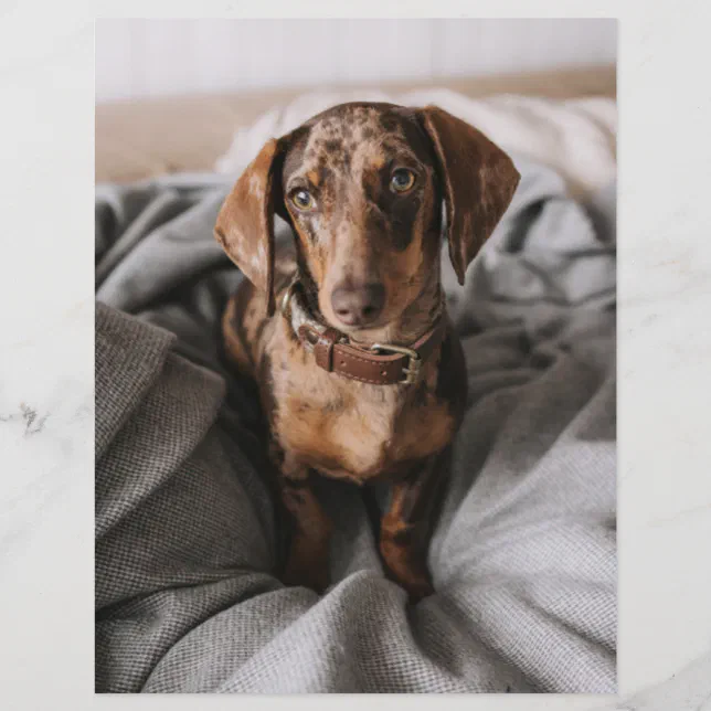 Baby dapple hot sale dachshund