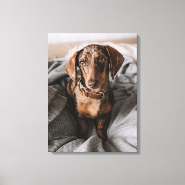Cutest Baby Animals | Chocolate Dapple Dachshund Canvas Print (Front)