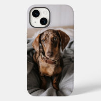 Cutest Baby Animals | Chocolate Dapple Dachshund