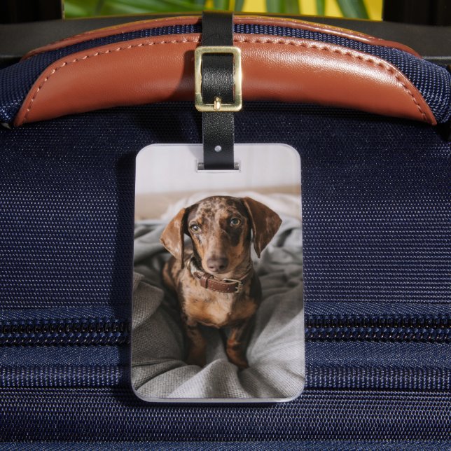 Cutest Baby Animals | Chocolate Dapple Dachshund Luggage Tag (Front Insitu 2)
