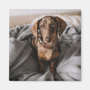 Cutest Baby Animals   Chocolate Dapple Dachshund Magnet
