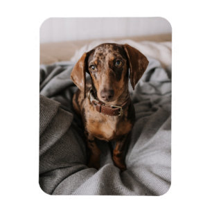 Cutest Baby Animals   Chocolate Dapple Dachshund Magnet