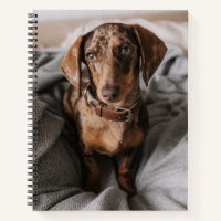 Cutest Baby Animals | Chocolate Dapple Dachshund