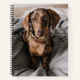 Cutest Baby Animals   Chocolate Dapple Dachshund Notebook