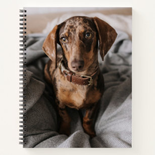 Cutest Baby Animals   Chocolate Dapple Dachshund Notebook