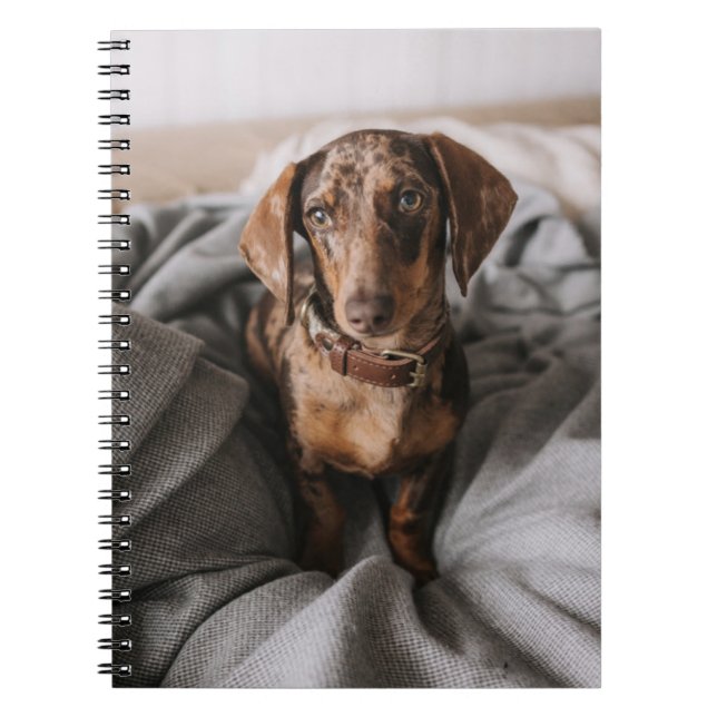 Cutest Baby Animals | Chocolate Dapple Dachshund Notebook (Front)