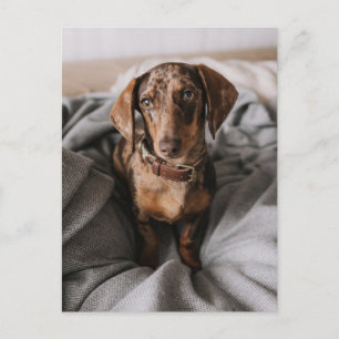 Cutest Baby Animals   Chocolate Dapple Dachshund Postcard