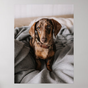 Cutest Baby Animals   Chocolate Dapple Dachshund Poster