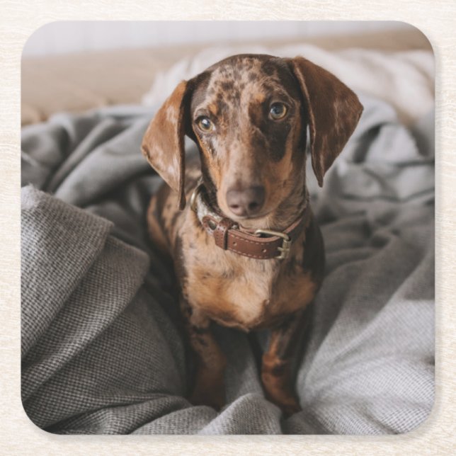 Cutest Baby Animals | Chocolate Dapple Dachshund Square Paper Coaster (Front)