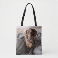 Cutest Baby Animals | Chocolate Dapple Dachshund