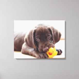 Cutest Baby Animals   Chocolate Labrador Puppy Canvas Print
