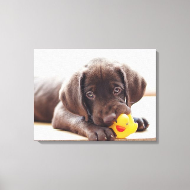 Cutest Baby Animals | Chocolate Labrador Puppy Canvas Print (Front)