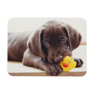 Cutest Baby Animals   Chocolate Labrador Puppy Magnet
