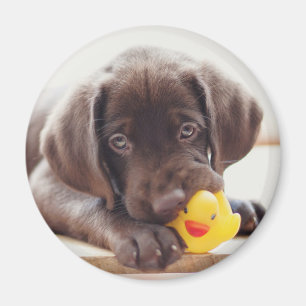 Cutest Baby Animals   Chocolate Labrador Puppy Magnet