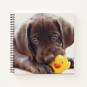 Cutest Baby Animals   Chocolate Labrador Puppy Notebook