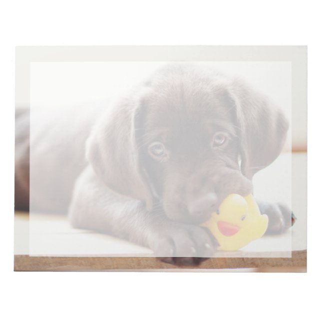 Cutest Baby Animals | Chocolate Labrador Puppy Notepad (Front)