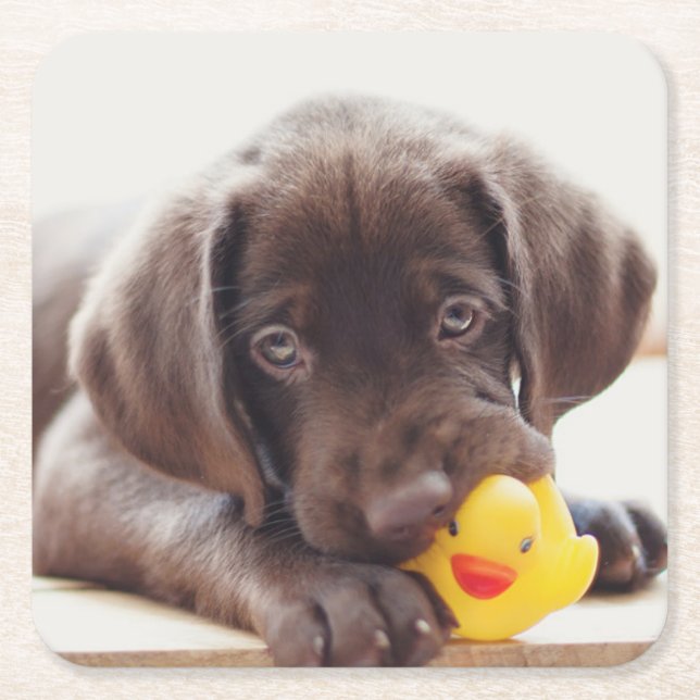 Cutest Baby Animals | Chocolate Labrador Puppy Square Paper Coaster (Front)