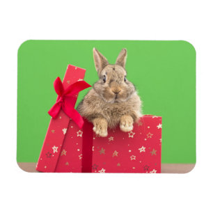 Cutest Baby Animals Christmas Holiday Bunny Magnet