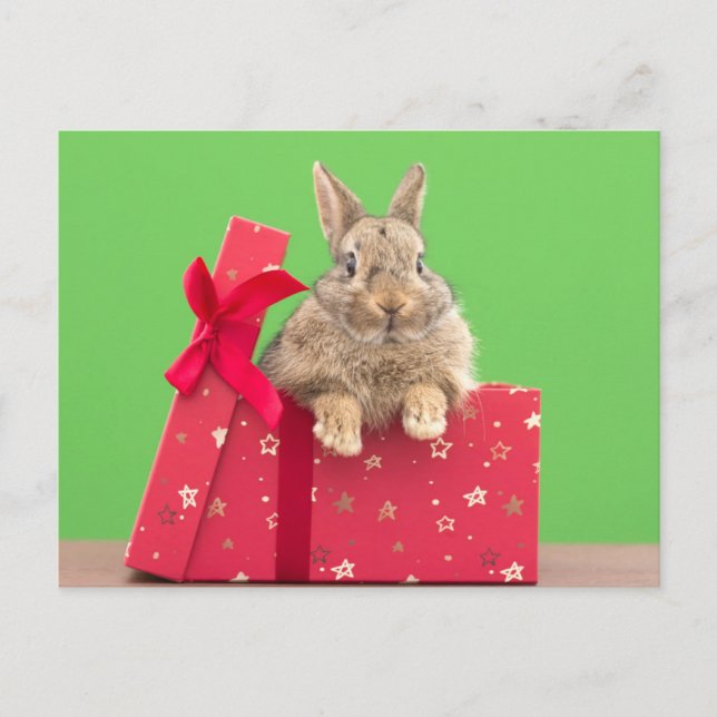 Cutest Baby Animals | Christmas Holiday Bunny Postcard (Front)