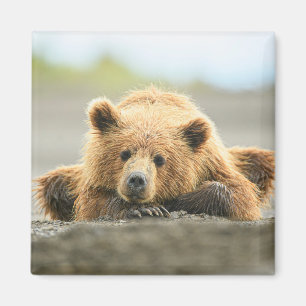 Cutest Baby Animals   Coastal Brown Bear Cub Magnet