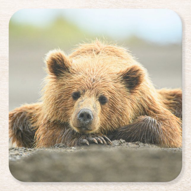 Cutest Baby Animals | Coastal Brown Bear Cub Square Paper Coaster (Front)