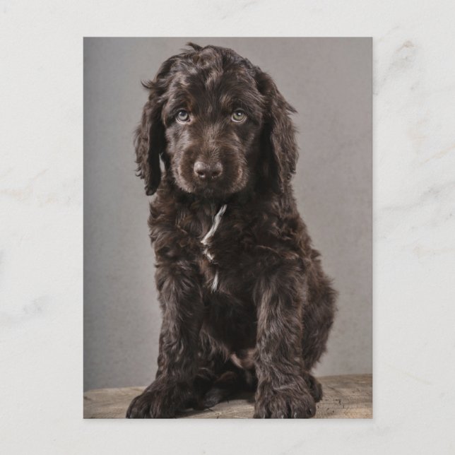 Cutest Baby Animals | Cockapoo Puppy Postcard (Front)
