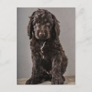 Cutest Baby Animals Cockapoo Puppy Postcard