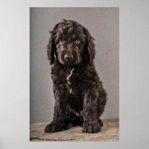 Cutest Baby Animals   Cockapoo Puppy Poster