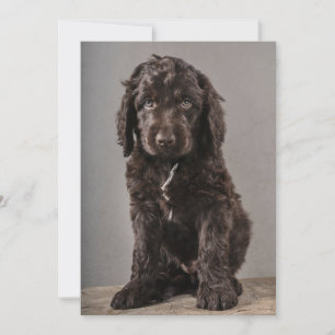 Cutest Baby Animals Cockapoo Puppy Thank You Card