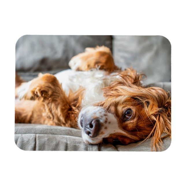 Cutest Baby Animals | Cocker Spaniel Magnet (Horizontal)