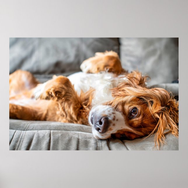 Cutest Baby Animals | Cocker Spaniel Poster (Front)