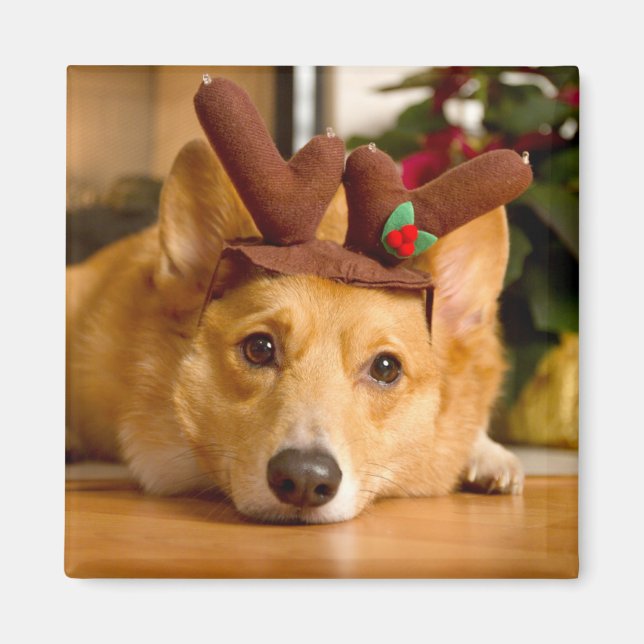 Cutest Baby Animals | Corgi Christmas Reindeer Magnet (Front)