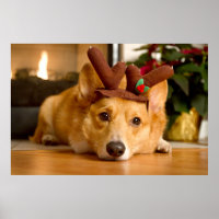 Cutest Baby Animals | Corgi Christmas Reindeer