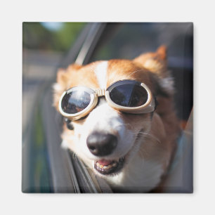 Cutest Baby Animals Corgi Goggles in the Car Magnet