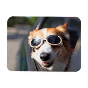Cutest Baby Animals Corgi Goggles in the Car Magnet