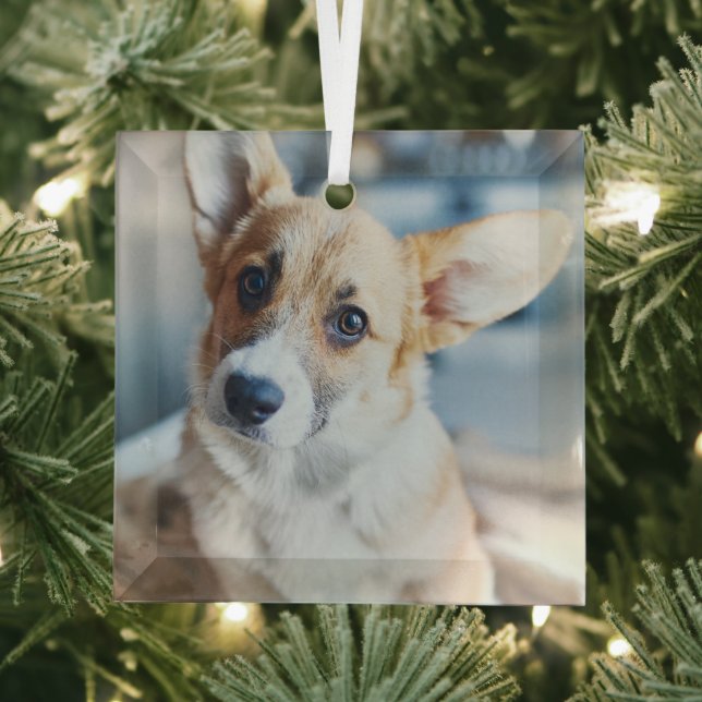 Cutest Baby Animals | Corgi Head Tilt Glass Tree Decoration (Insitu)